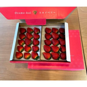 【先行予約】スカイベリー 約390g～430g×2パック | いちご 栃木 スカイベリー 大粒 大きい いちご 苺 イチゴ 栃木 果物 甘い 評判 鮮度 抜群 好評 人気 アレンジ アフター対応あり※