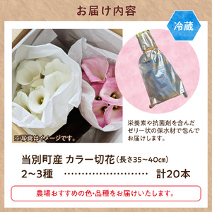 カラー 切花 20本（2～3品種）四季農場《7月上旬-10月中旬出荷》北海道 当別町 花 お花 はな カラー 切り花 冷蔵便 北海道産 当別町産 インテリア