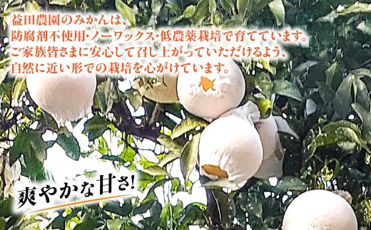 【先行受付】◆愛媛みかん西宇和益田農園より直送～　「清見オレンジ」爽やかな甘さが魅力！！　５kｇ【103-4】 果物 くだもの 清見 清見オレンジ きよみ みかん ミカン 蜜柑 柑橘 フルーツ 選べる