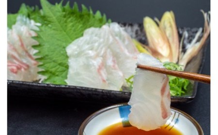 定期便 魚 12回 タイ 鯛 1匹分 刺身用半身 皮なし×2パック 頭付き ブランド 乙女鯛 鮮魚 刺身 鯛めし 高知県 須崎市  鯛 鯛飯 鯛 カルパッチョ たい 酢ミカン 鯛 炙り タイ 昆布締め