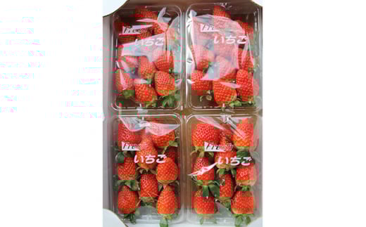 2月発送＜季節限定＞新鮮朝採れ!安芸太田町産いちご「かおり野」 (280g×4パック)【1029483】