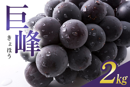 【 2025年 先行予約 】 巨峰 2kg ( 種あり ) 石田ぶどう園 5房 ～ 8房 ぶどう ブドウ 国産 果物 くだもの 葡萄 フルーツ 2キロ 9月 10月 発送 秋 旬 品種 茨城県産 産地直送 産直 農家直送 冷蔵 茨城県 石岡市 (A02-002)