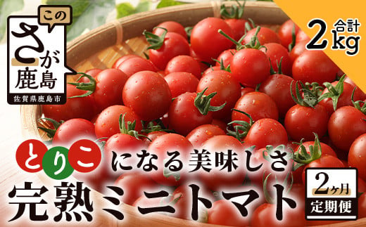 
            【先行予約】 完熟ミニトマト『Ricotomato』 【1kg×2回定期便】【2024年12月から出荷】 D-93
          