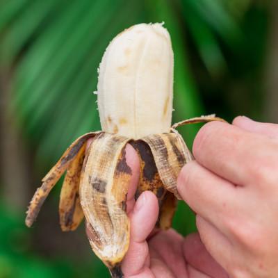 ふるさと納税 国頭村 【2026年1月から順次発送】もっちもち食感のアップルバナナ1.5kg(10〜24本) |  | 02