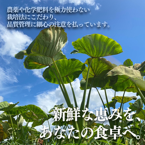里芋(愛媛農試V2号) 4kg | 期間限定 さといも 里芋 サトイモ 国産 愛媛県産 ブランド えひめ 松山市 松山市ふるさと納税返礼品【MSD005】