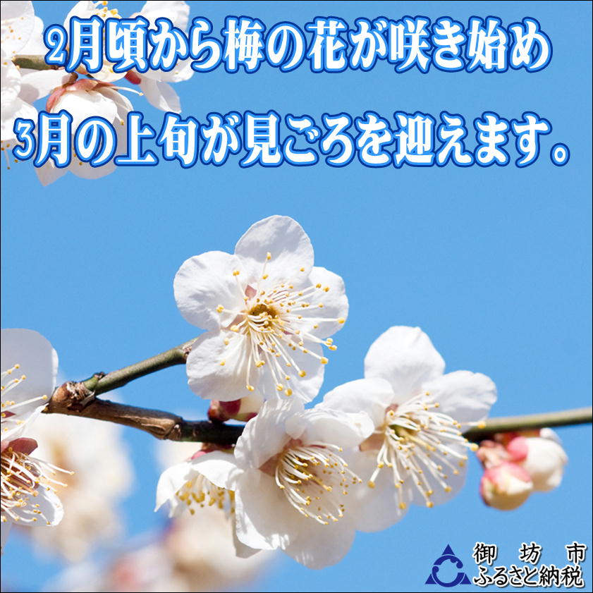 【家庭用】紀州南高梅　白干梅　1.2ｋｇ