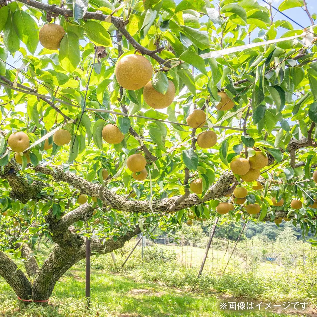 にっこり梨 約5kg 【2026年10月より発送開始】（茨城県共通返礼品 [梨]：大子町産）