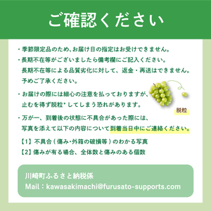 ぶどう ニューベリーＡ【先行予約】【2026年8月下旬から発送】3㎏｜ぶどう RYE