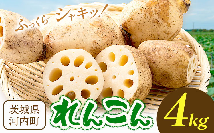 蓮根 4kg まちづくり河内株式会社かわち夢楽《30日以内に出荷予定(土日祝除く)》 茨城県 河内町 蓮根 れんこん レンコン 野菜