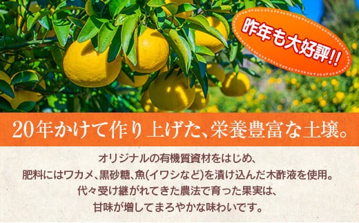 先行予約 訳あり 数量限定 海藻木酢 日向夏 小夏 計4kg以上 傷み補償分付き 期間限定 フルーツ 果物 くだもの 柑橘 みかん 訳アリ 国産 食品 デザート おやつ おすそ分け おすすめ ご家庭用