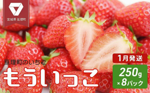 【1月配送】いちご 亘理町のいちご もういっこ 250g × 8パック オンライン決済限定  仙台いちご