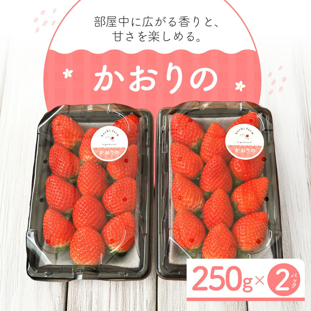 【ふるさと納税】【期間限定】《2026年4月30日まで》いちご かおり野 250g×2 こちファーム 滋賀県 東近江市 O-G03 苺 ストロベリー かおり野 大粒 完熟 産直 甘い ブランド苺 フルーツ 果物 滋賀