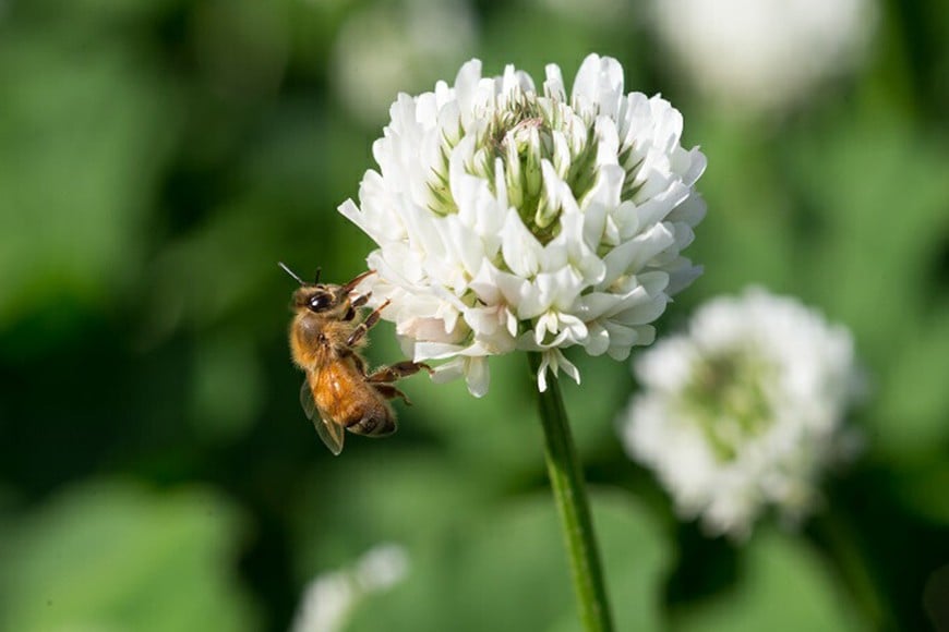 クローバーとミツバチ