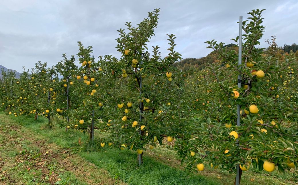 ＜11月下旬頃よりお届け＞北海道壮瞥産りんご シナノゴールド 約5kgシナノゴールド　約(13～18玉)【贈答用】 SBTK018