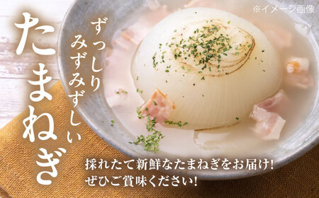 男爵芋・玉ねぎセット 8kg ( 男爵芋 5?s 玉ねぎ 3kg ) 《喜茂別町》【Aコープようてい】 じゃがいも ジャガイモ 玉ねぎ 男爵芋 季節の野菜 産地直送[AJAK034]