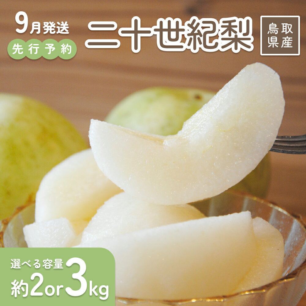 【ふるさと納税】【2026年 先行予約】二十世紀梨 2～3kg 進物用｜鳥取 山根農園 梨 2026年収穫後 9月頃～