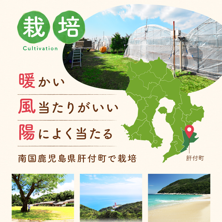 【P74002】こだわり完熟トマト_イメージ3