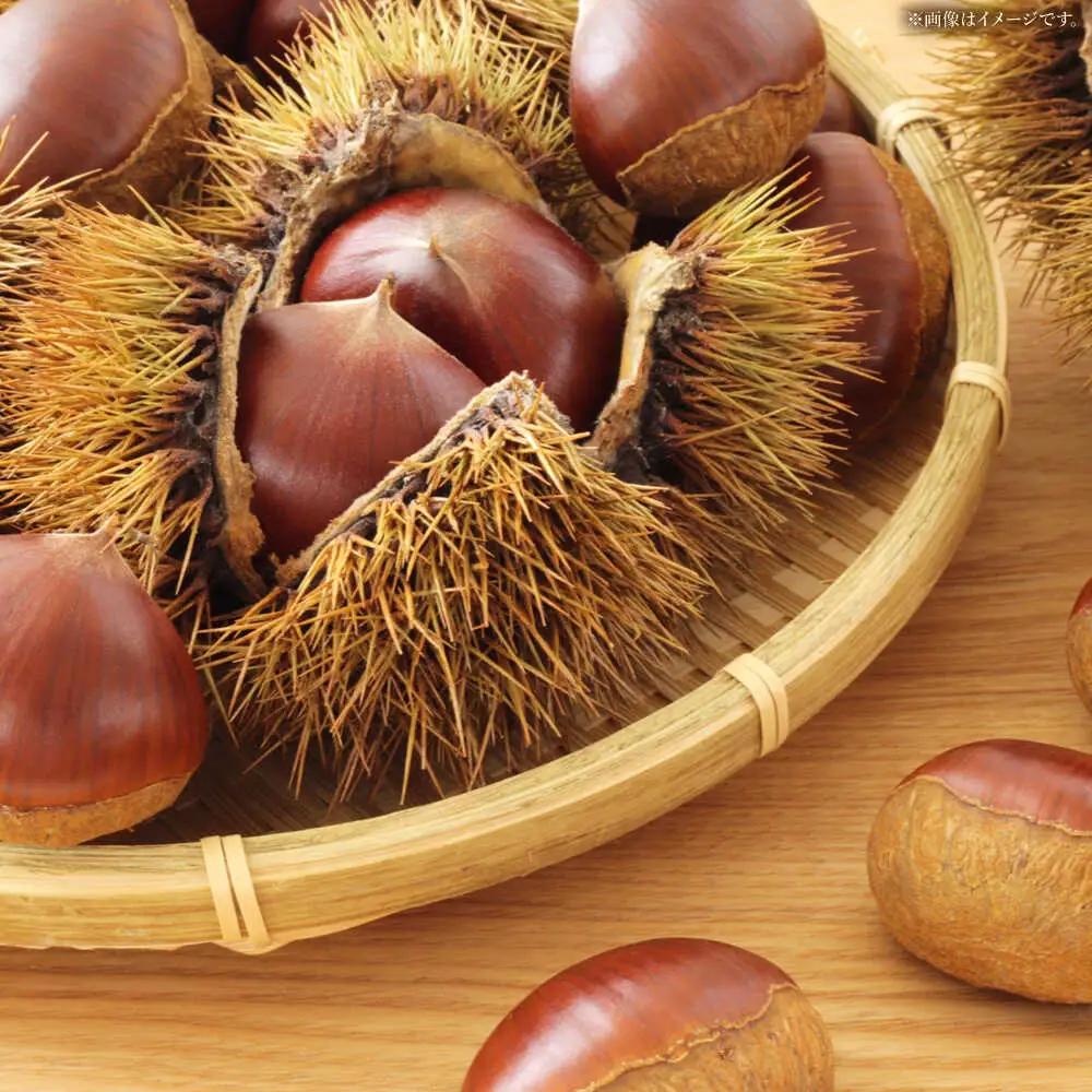 栗きんとん 20個（10個入り×2箱）白川町 / 松川屋[AWAD003]