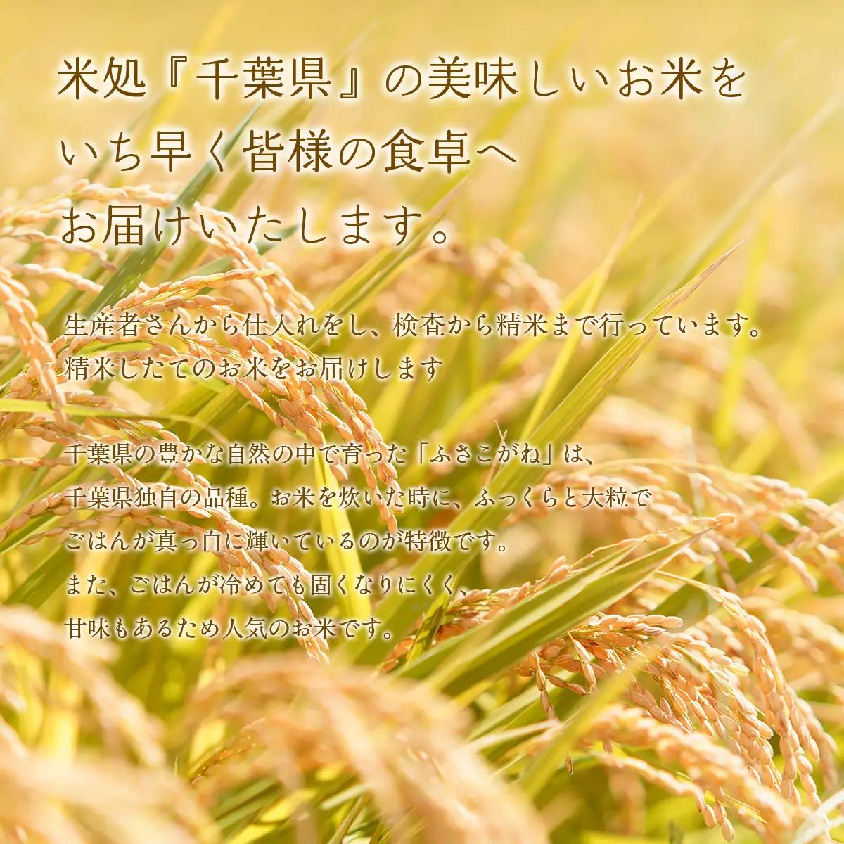 【新米先行受付 令和8年産】千葉県産　ふさこがね10kg (精米5kg×2袋) E028-s