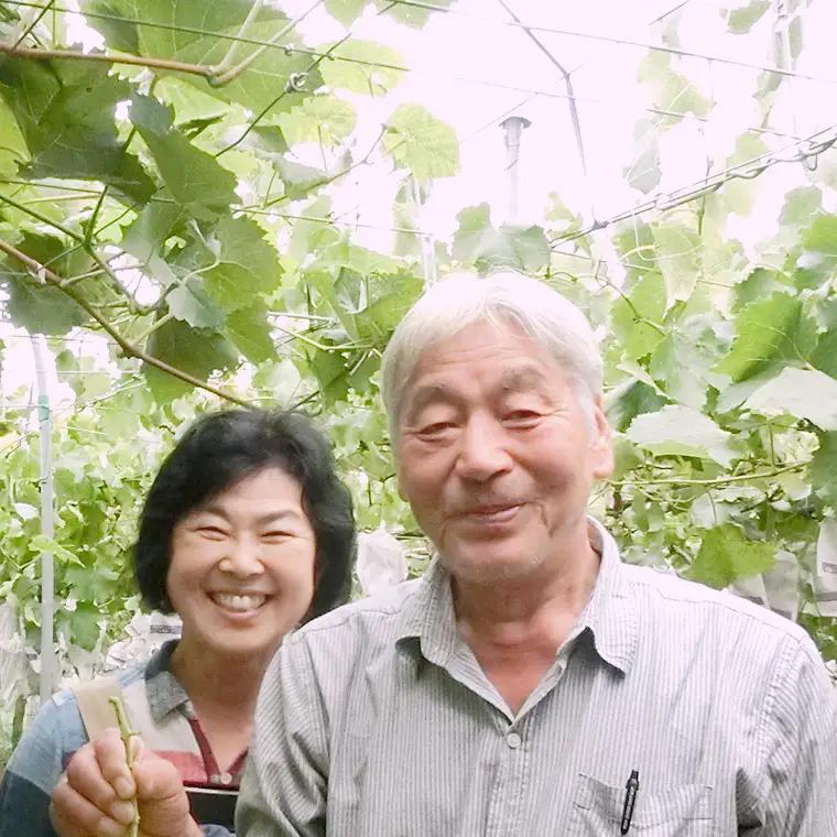 巨峰 約1.2kg (桜川市・石岡市共通返礼品）2026年8月下旬発送開始 開田ぶどう園 産地直送 フルーツ 甘い 直送 茨城 限定 ぶどう 巨峰 果物 [DO001sa]