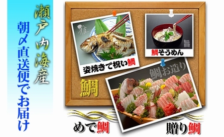 [下処理あり]≪瀬戸内海産≫朝1番水揚げされた天然真鯛を直送致します。［中サイズ］