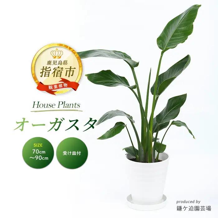 2026年4月上旬～発送【観葉植物】オーガスタ 70cm～90cm 鎌ヶ迫園芸場 IB086-013 観葉植物 植物 鉢付 インテリア 室内 オフィス おしゃれ プレゼント ギフト 開店祝い 移転祝い マイナスイオン 観葉植物 ※北海道・沖縄・離島配送不可