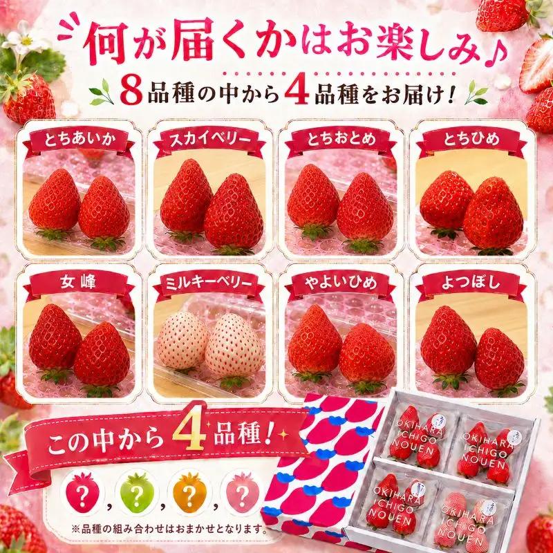 いちご 人気 食べ比べ 4品種 おまかせセット 約600g 【先行予約】 栃木県 矢板市 澳原いちご農園