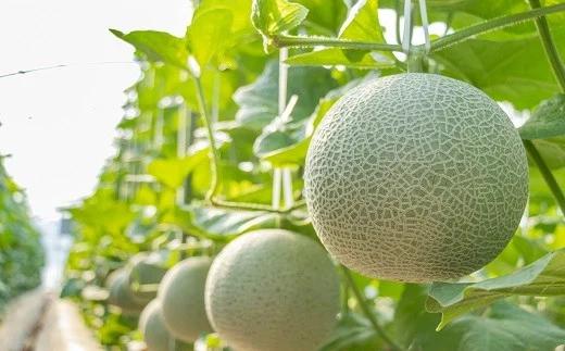 【期間限定発送】その道一筋の生産者がじっくり丁寧に育てた マスクメロン_イメージ3