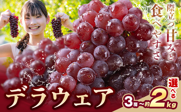 
            【先行予約】デラウェア ぶどう 選べる 3房 約2kg フルーツ 果物《6月中旬-7月上旬頃出荷》和歌山県 岩出市 送料無料 一大産地 青果 お取り寄せフルーツ st-p
          