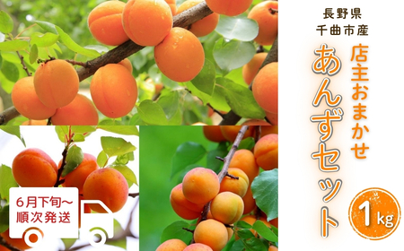 【2026年先行予約】あんず 園主おまかせ セット 計約1kg |あんず 昭和 信州大実 さつき 千曲市産 長野県 信州