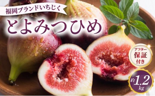 
                  【先行予約】福岡県オリジナル品種 とよみつひめ 約1.2kg（2026年9月以降発送）|果物 旬 国産 産地直送 とよみつひめ いちじく イチジク 無花果 送料無料 那珂川市 福岡県
                
