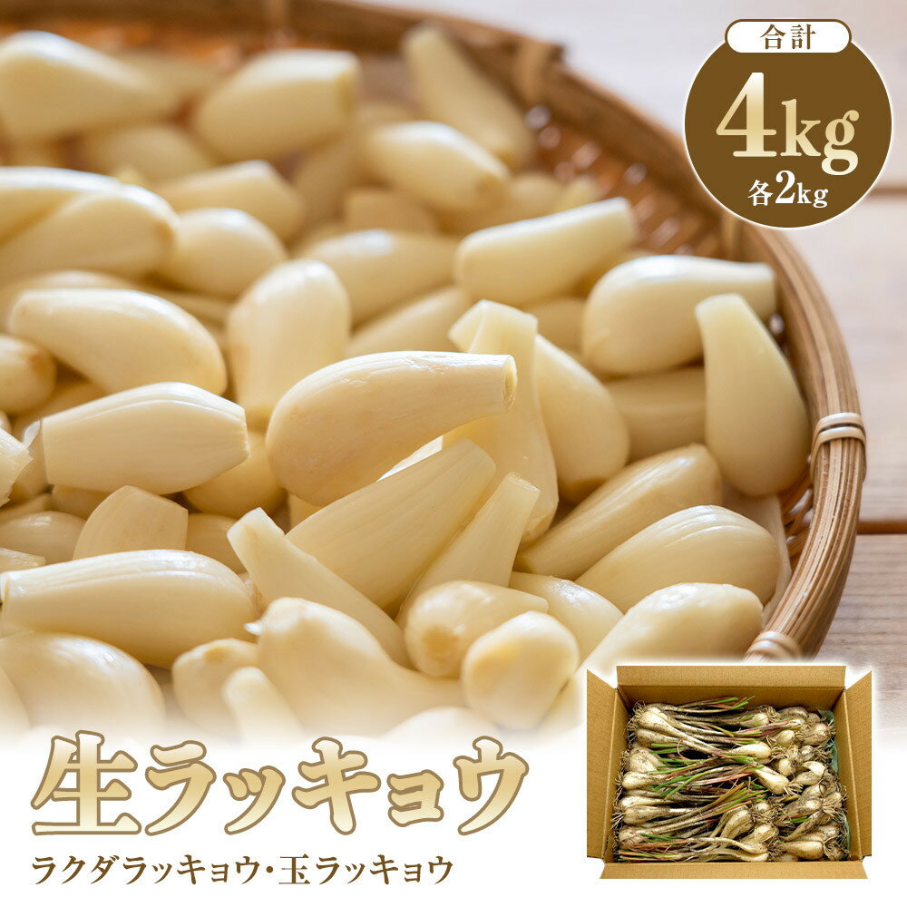 【ふるさと納税】326.生ラッキョウ　計4kg（ラクダラッキョウ×2kg　玉ラッキョウ×2kg）　※2026年5月下旬～7月上旬頃に順次発送予定 | ラッキョウ らっきょう 鳥取県 北栄町 おすすめ 人気
