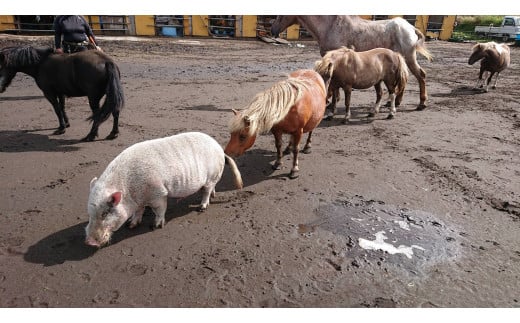 【返礼品なし】 南阿蘇で暮らす余生馬たちへ想いを届ける／日本初のアニマルサンクチュアリー＜1,000,000円＞