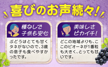 期間限定/8月下旬～9月上旬頃発送 沼隈ぶどう「ピオーネ」 約2kg 4～5房（種なし） 広島県福山市/福山市農業協同組合　沼隈グリーンセンター ぶどう ブドウ 葡萄 種なし 大粒 ピオーネ [BAE
