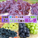 【ふるさと納税】【定期便3回】ぶどう5種の癒し便 【令和7年産先行予約】FS24-791