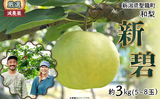 
                  新潟和梨【新碧】約3kg（5～8玉）
                
