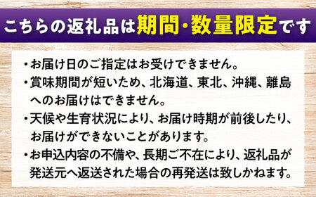 期間限定/8月下旬～9月上旬頃発送 沼隈ぶどう「ピオーネ」 約2kg 4～5房（種なし） 広島県福山市/福山市農業協同組合　沼隈グリーンセンター ぶどう ブドウ 葡萄 種なし 大粒 ピオーネ [BAE