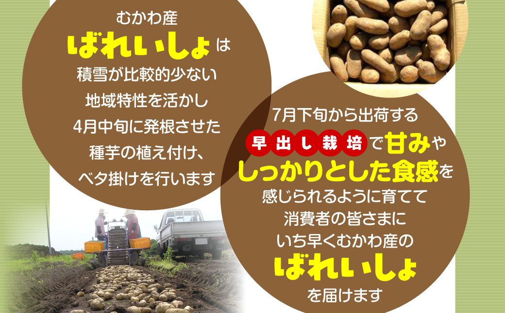 ＜2026年8月上旬より発送＞ばれいしょ MKWAL2001