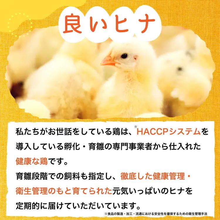 【TVで紹介】【12回定期便】卵 霧の卵 120個 定期便【北海道・沖縄・離島配送不可】