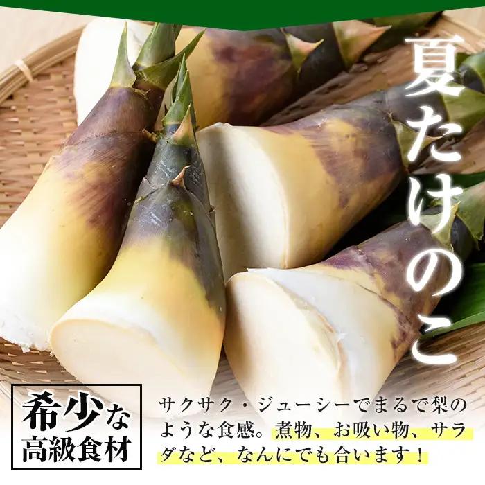 【先行予約】 訳あり 鹿児島県 出水市産 希少 高級食材 夏 たけのこ 皮付き 約2kg 【シンタク】 i342