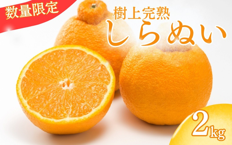 
            【先行予約】【数量わずか】樹上完熟しらぬい（不知火） 約2kg(6個) 秀品 2026年2月下旬～2026年4月中旬頃に順次発送予定（お届け日指定不可）/ 和歌山 みかん しらぬい 不知火 フルーツ 柑橘 蜜柑 果物 くだもの【kgr005】
          