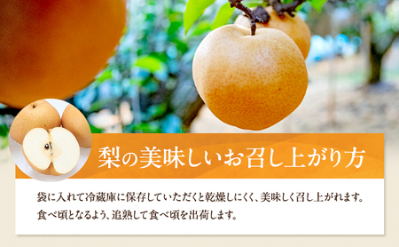 梨 2026年 先行予約 あたご梨 3～9玉 合計約4kg 化粧箱【11月中旬～12月下旬頃発送】 