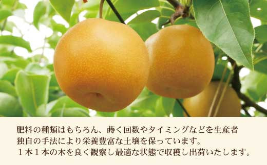 高知県土佐市産 梨（秋月）約2kg 5～6玉 期間限定 あきづき 