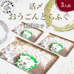 活〆おうごんとらふぐ刺身3人前セット( 長崎県産 おうごんとらふぐ とらふぐ とらふぐ刺身 高品質 )【C1-044】
