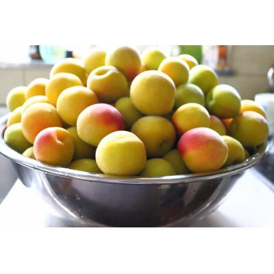 ふるさと納税 由良町 2026/6月より発送【梅干し・梅酒用】紀州和歌山の熟南高梅(2LまたはL-2kg)