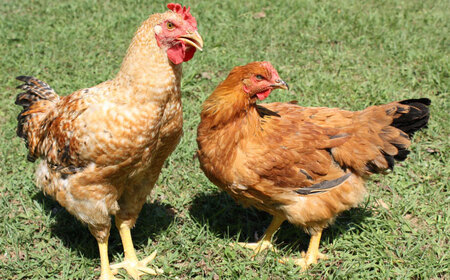 奥美濃古地鶏Bセット / 地鶏 鶏肉 とり肉 肉 ハム ウインナー パストラミ ソーセージ 砂肝 燻製 セット 詰め合わせ / 恵那市 / 中部食産[AUBW006]