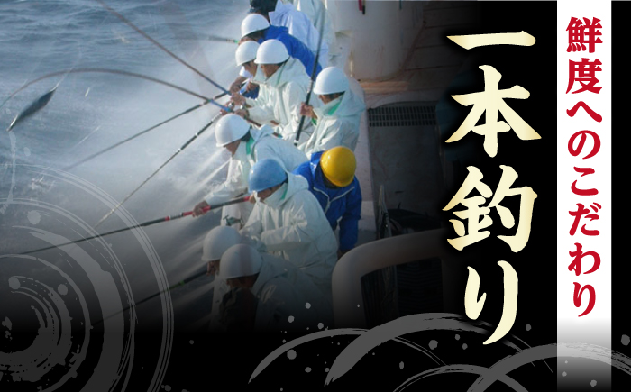 【6回定期便】土佐料理司 高知本店 鰹塩たたきセット （6〜8名分） / かつお 鰹 カツオ かつおのたたき 高知市 【株式会社土佐料理司】 [ATAD051]