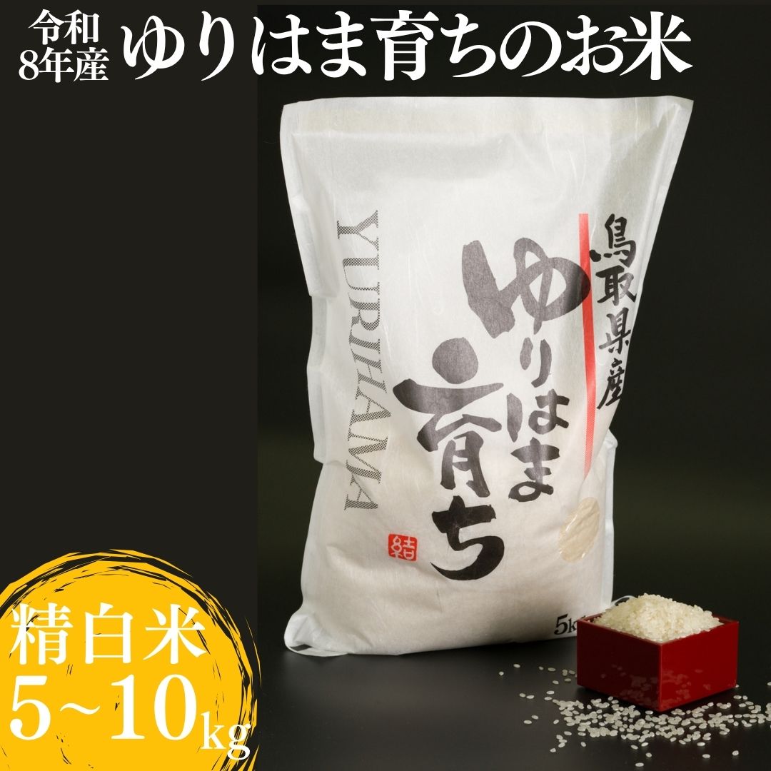 【ふるさと納税】 コシヒカリ お米 白米 精白米 精米 5kg 10kg 令和8年産 | ゆりはま育ち こしひかり 新米