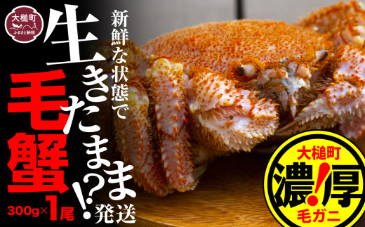 【令和9年発送先行予約】三陸産！活毛ガニ 300g相当×1杯【08】 【2027年2月～4月発送】