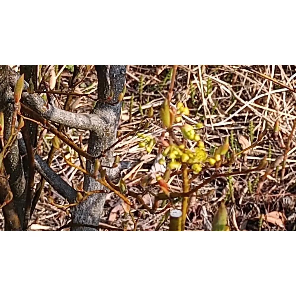 野草茶バラエティーBセット(計48袋)